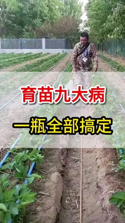草莓育苗九大病，教你一瓶全搞定#育苗#三农 #服务三农支持三农