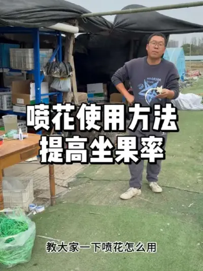 番茄怎么喷花，如何提高番茄坐果率 