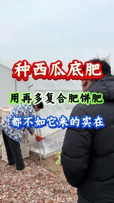 西瓜种植 西瓜底肥用再多复合肥饼肥都不如它来的实在#西瓜种植 #西瓜管理#种西瓜#西瓜高产#西瓜底肥