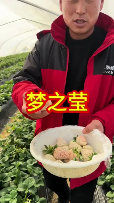 草莓新品种#白草莓苗品种