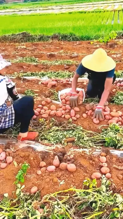 土豆子，红皮土豆子 #红皮土豆 #挖土豆🥔 #土豆收获机 #现代农业机械