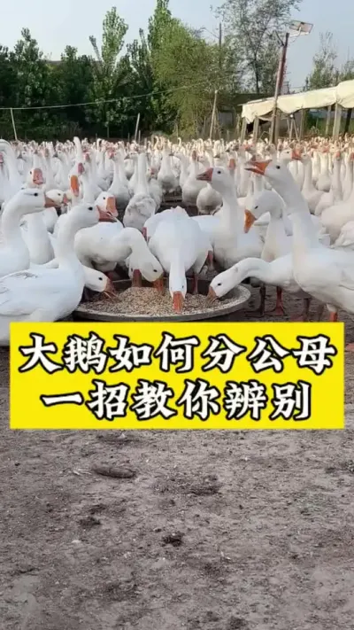 大鹅如何分公母#科学养鹅 #禽病技术指导 #肉鹅 #养鹅技术分享