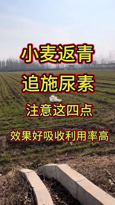 小麦撒尿素，注意这四点，吸收利用率高#小麦 #小麦种植管理技术 #尿素 #三农 @抖音创作小助手