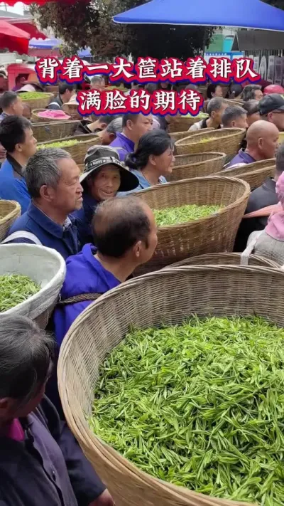 #春茶采摘绿茶 #春茶采摘开启美好的一天 #茶树种植技术指导#