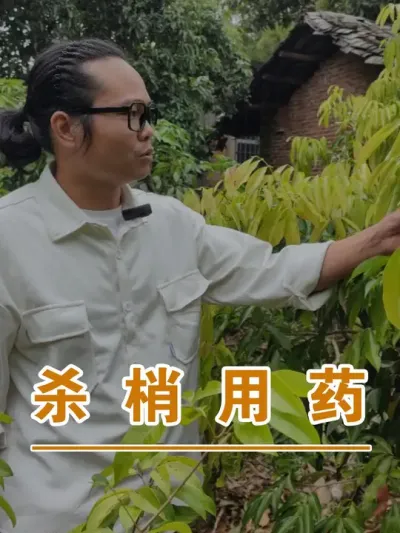 荔枝的杀梢用药#广西灵山荔枝果苗#农业创业#抖音新农人计划2024#吕老师种果苗
