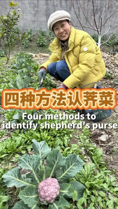 四种方法认荠菜 1分钟教会你认遍所有的荠菜#荠菜 #野菜 #我爱种菜 #挖野菜 #我的小菜园