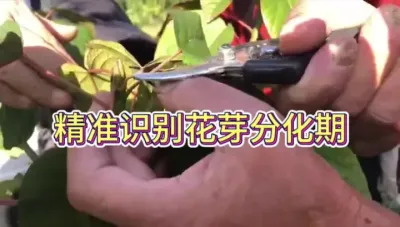 精准识别花芽分化期 #田间地头实操干货 #果树管理 #种植小技巧 #来抖音学农枝 #三农