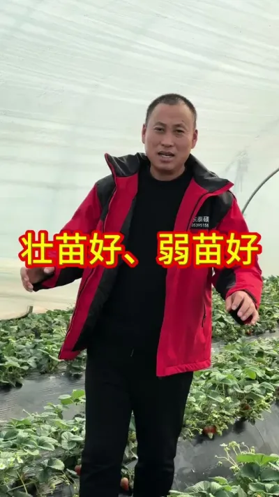 #草莓种植管理技术和方法#关注我每天为你分享更多农业知识 #专业的事交给专业的人来做更靠谱