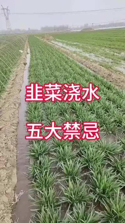 韭菜浇水，五大禁忌。#韭菜种植 #韭菜管理 #种韭菜 #浇水 #韭菜种植方法