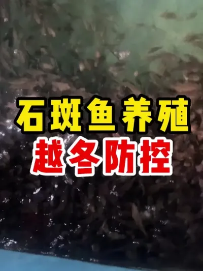 鱼越冬应该怎么办注意什么 #水产养殖 #鱼塘 #鱼 #小妙招 #养鱼