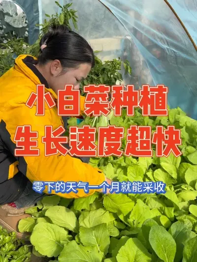 我之前口出狂言说菜心是最快能采收的，但当我种了这个奶油速生小白菜之后就啪啪打脸了，零下的天气也能一个月就能采收 记录小白菜种植到收获全过程#小白菜 #种植小技巧 #强迫症治愈系 #记录真实生活 #我的