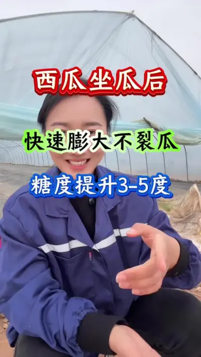 西瓜种植 西瓜坐瓜后快速膨大增甜#西瓜种植#西瓜管理#种西瓜#膨大增甜