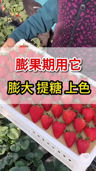 草莓膨果就用它，果大果多产量高#草莓🍓 #抖音助农 #三农