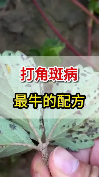 打角斑病最快的配方你用过么#角斑病三农
