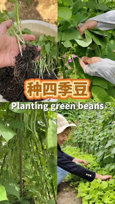 种四季豆 江南适合种的红花白荚四季豆，多雨地区的朋友无架豆不适合种。还是种这种搭架子的红花四季豆好#关注我一起学种菜 #种植小技巧 #我爱种菜 #阳台种菜 #四季豆种植