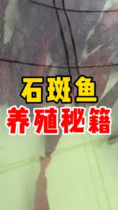 石斑鱼的养殖秘籍#石斑鱼 #养鱼日记 #水产养殖 #石斑鱼养殖技巧  #养鱼养心  @抖加🔥上热门🔥dou+🔥热点宝  @DOU+小助手 