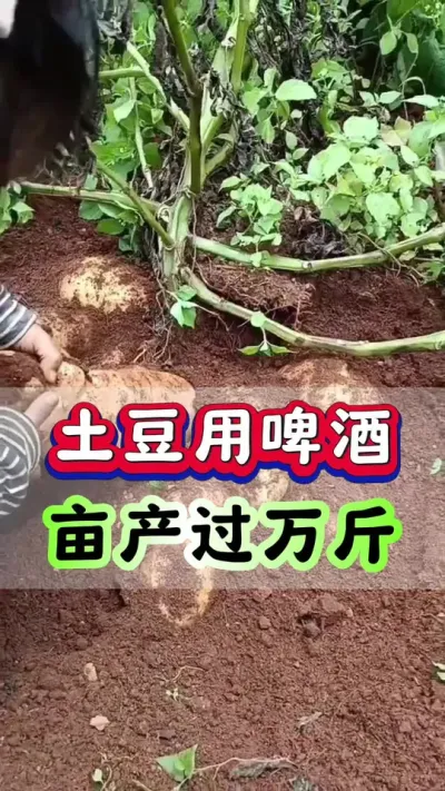 土豆用啤酒亩产过万斤#马铃薯 #土豆种植 #洋芋 #栽洋芋 #土豆