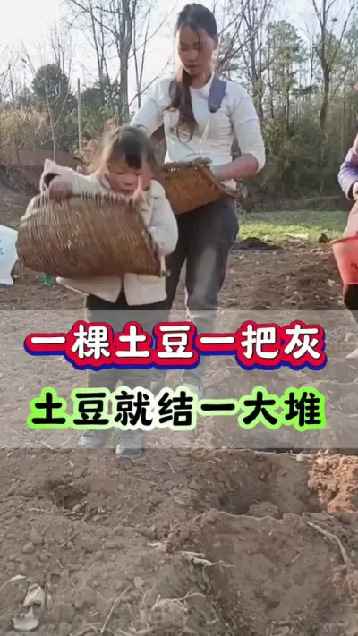 一棵土豆一把灰土豆就结一大堆#洋芋 #马铃薯 #土豆高产种植 #土豆 #种土豆
