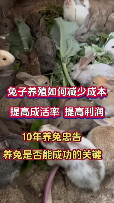 兔子养殖如何快速降低成本，提高成活率，收益！#科学养兔 #散养兔 #养兔 #肉兔养殖 #养兔子