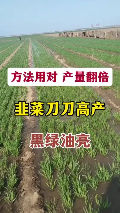 方法用对，产量翻倍，韭菜刀刀高产黑绿油亮。#韭菜种植 #韭菜管理 #韭菜高产 #韭菜施肥 #种韭菜