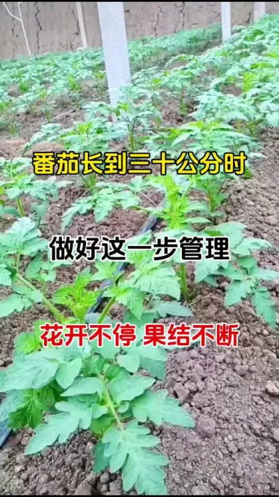 当番茄长到30公分高时，做好这一步管理，花开不停，果结不断，产量大增#西红柿种植 #农业 #促花保果