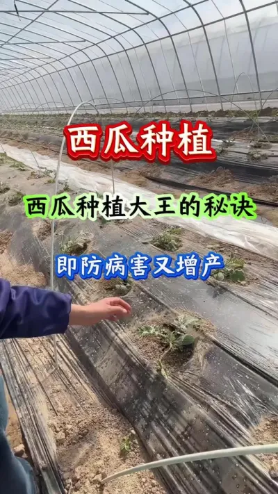 西瓜种植 西瓜种植大王的秘诀既防病病害又增产#西瓜种植#西瓜管理#西瓜高产 #病害防治