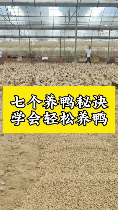 七个养鸭秘诀，学会轻松养鸭#养鸭人 #禽病技术指导 #肉鸭养殖 #番鸭 #每天分享养殖技术和经验
