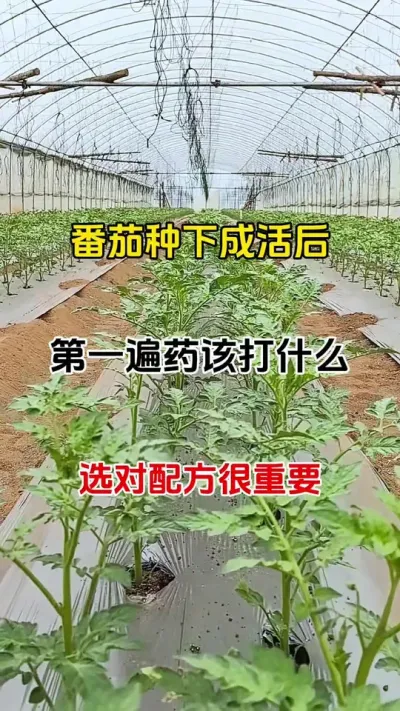 番茄种下后，别慌着高兴，缺了这一步，后悔来不及#番茄种植#农业种植 @番茄技术员小李 #抖音助农