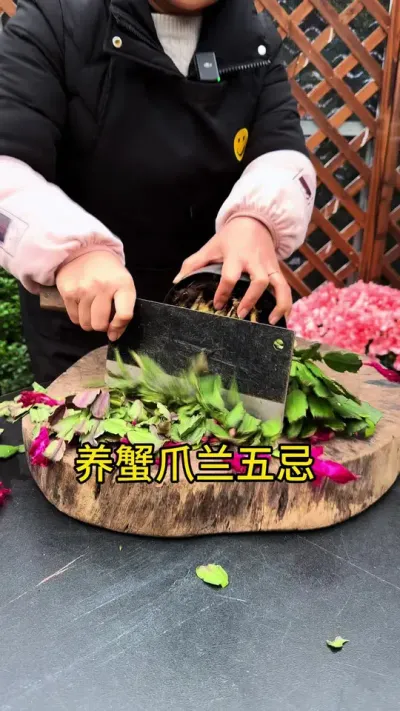 养蟹爪兰，一定要知道的五忌#蟹爪兰 #种植小技巧  #花卉绿植
