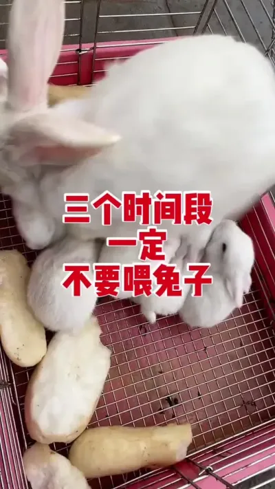 母兔三个时间段千万不要喂#兔子#养兔人 #肉兔养殖 #养兔子注意事项 #肉兔