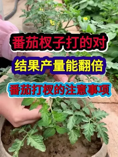 番茄杈子打的对结果产量能翻倍 番茄打杈的注意事项 #番茄种植 #西红柿种植 #种植小技巧 #三农 #分享农业知识帮农民增产增收