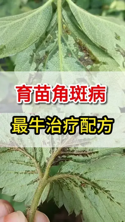 草莓角斑病打不住，这个最牛配方教你打住#角斑病#三农