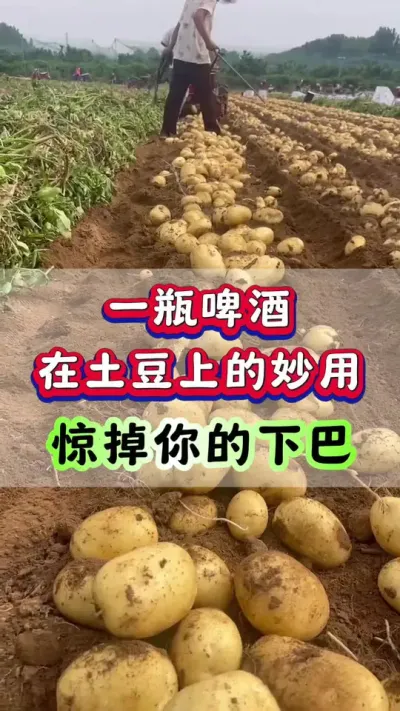 一瓶啤酒在土豆上的妙用#洋芋 #马铃薯 #土豆高产种植 #栽洋芋 #土豆种植