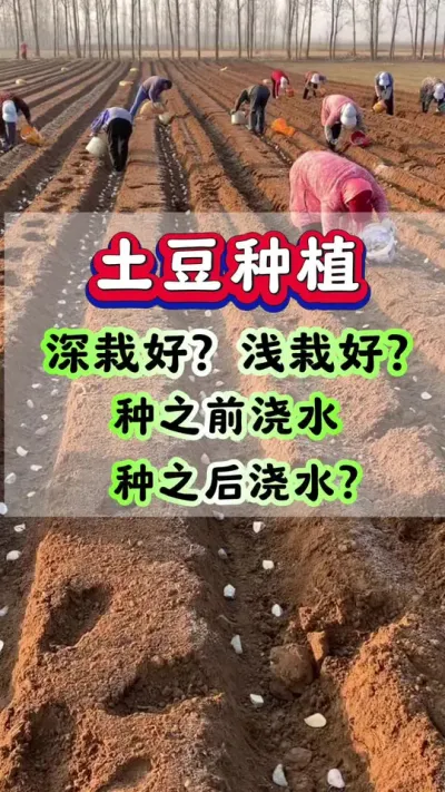 种土豆深栽好浅栽好种之前浇水种之后浇水#土豆高产种植 #马铃薯种植 #洋芋种植 #三农种植 #土豆种植技术