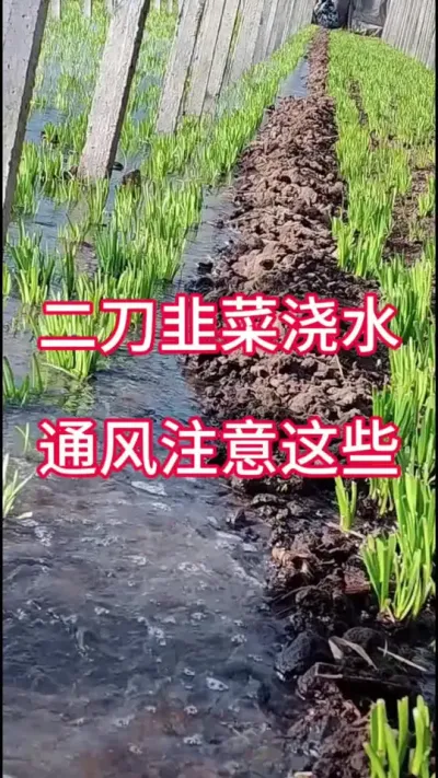 二刀韭菜浇水通风注意这些。#韭菜施什么肥根粗 #韭菜浇水 #韭菜种植 #韭菜管理 #韭菜粗又嫩