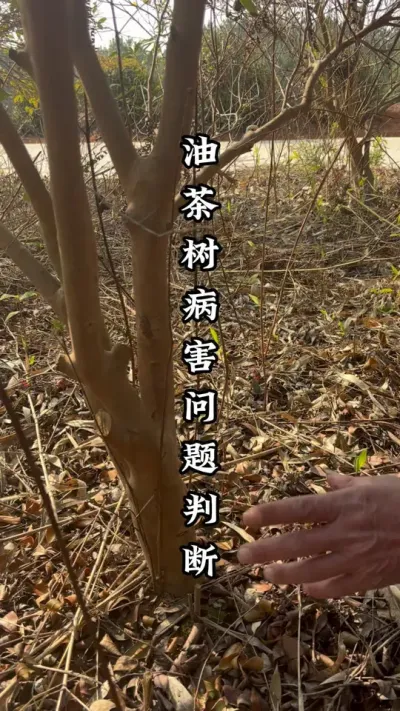油茶树通过生长情况，判断病害问题！ #油茶树 #油茶树修剪 #油茶树种植 #种果树的苏老师