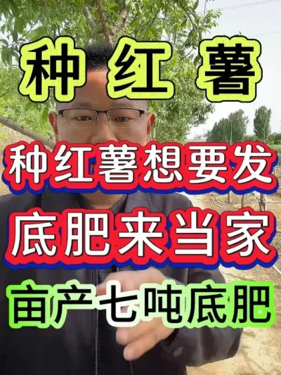 种红薯想要发底肥来当家 #红薯种植 #红薯种植技术 #红薯高产种植 #红薯高产 #种红薯