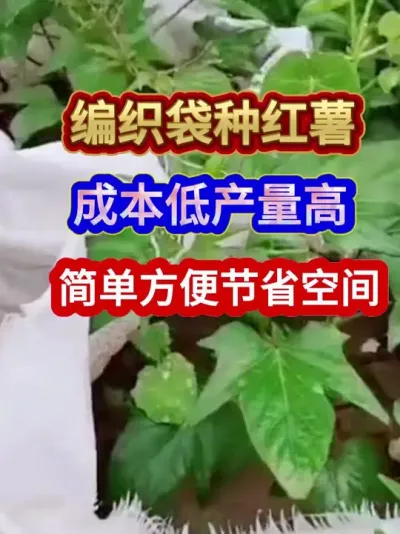编织袋种红薯成本低产量高简单方便节省空间 #红薯种植 #农业种植 #种植小技巧 #三农 #分享农业知识帮农民增产增收