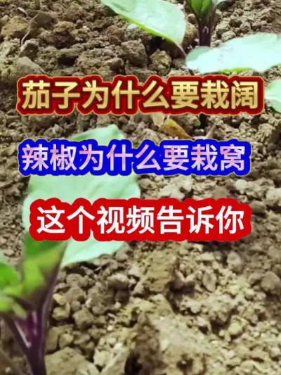茄子为什么要栽阔辣椒为什么要栽窝这个视频告诉你 #茄子种植 #辣椒种植 #农业种植 #蔬菜种植 #三农