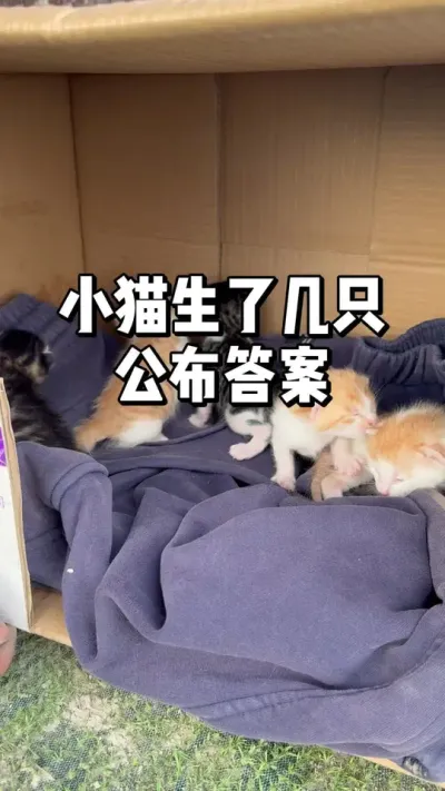 小猫生了几只公布答案 