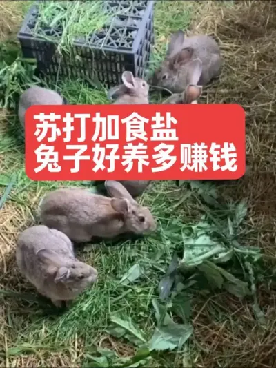 小苏打加食盐，兔子好养多赚钱 #三农#养殖#兔子#养兔人#养兔子