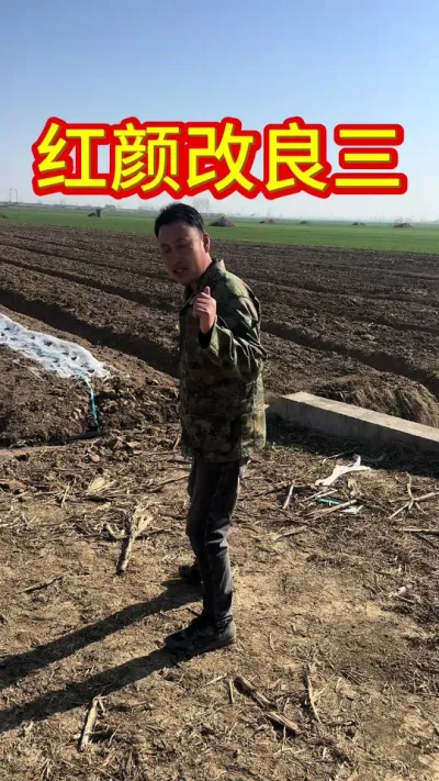 #草莓苗种苗 #草莓种植技术