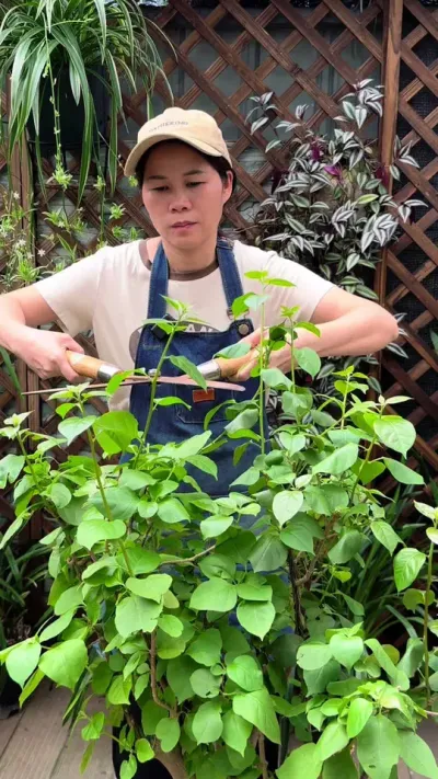 三角梅只长叶子不开花，你瞎剪是没有用的，记住这几点，就能开花爆满盆#三角梅 #种植小技巧 #养花小知识