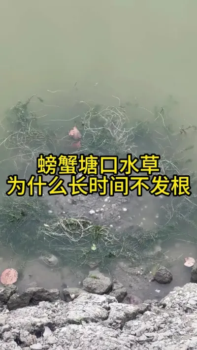 螃蟹塘口水草为什么长时间不发根！！！！ #渔多多养殖模式 #河蟹养殖 #新农人计划2024 #三农 #水产养殖