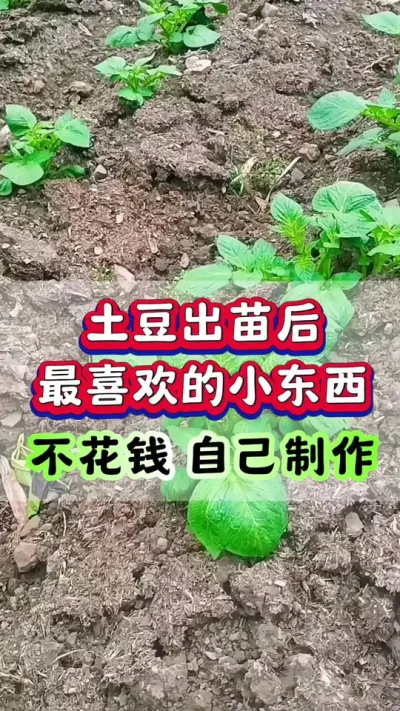 土豆出苗以后最喜欢的小东西#洋芋 #土豆高产种植 #马铃薯 #栽洋芋 #土豆