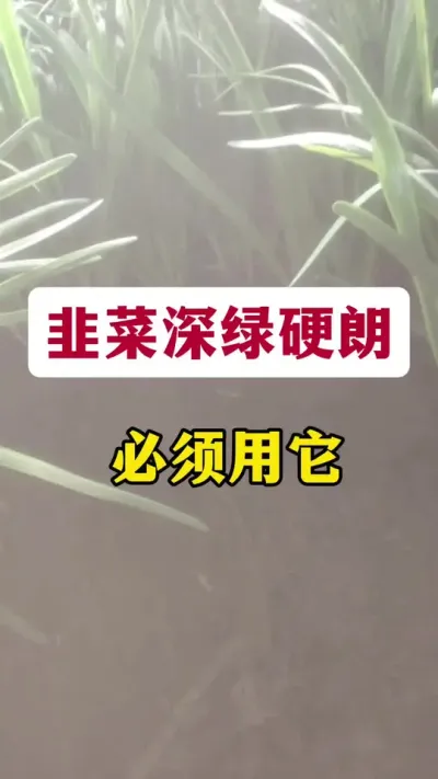 韭菜深绿硬朗，必须用它。#韭菜高产 #韭菜种植 #韭菜管理 #韭菜施什么肥根粗 #韭菜种植方法