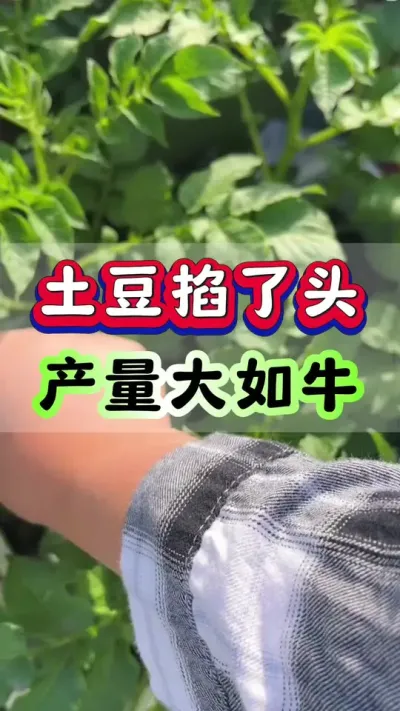 土豆掐了头产量大如牛#土豆高产种植 #马铃薯种植 #洋芋种植 #土豆种植技术#三农种植