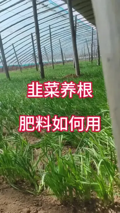 韭菜养根，肥料如何用。#韭菜管理 #韭菜养根 #韭菜养根管理 #韭菜种植 #韭菜种植方法