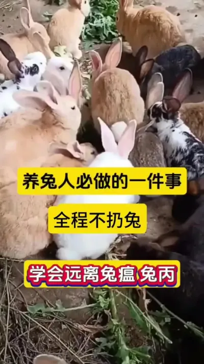 三月份养兔必做一件事，学会事半功倍，全程不扔兔！#兔子 #养兔人 #兔子养殖 #养兔人 #兔子