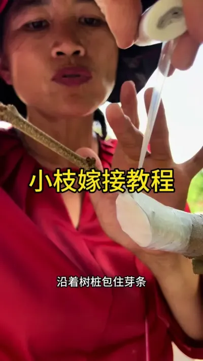 小枝嫁接教程#嫁接技术 #2025新农人计划 #dou来广东百千万 #青dou计划